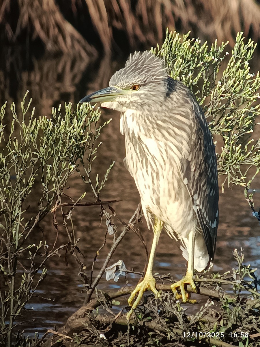 夜鷺 - ML643365921