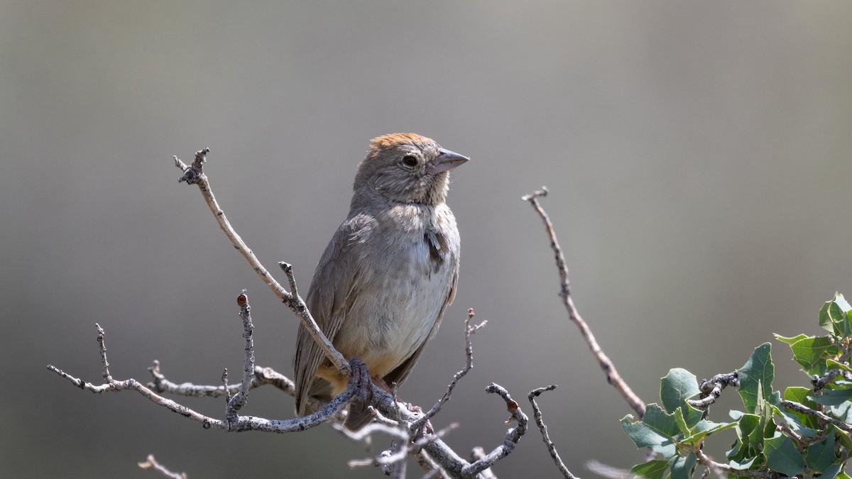 Canyon Towhee - ML643365928