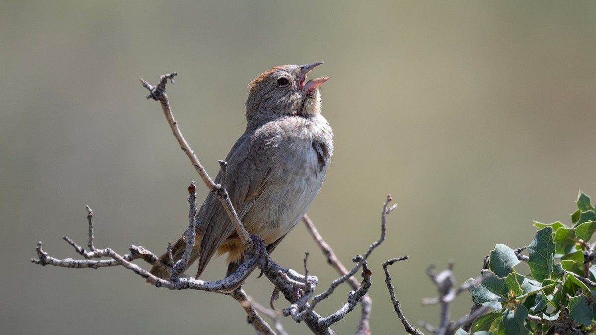 Canyon Towhee - ML643365929