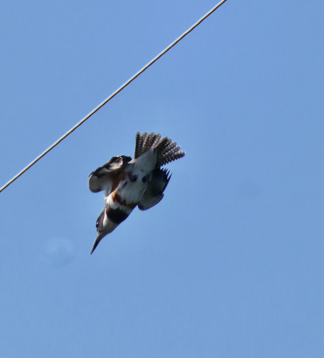 Belted Kingfisher - ML643365930