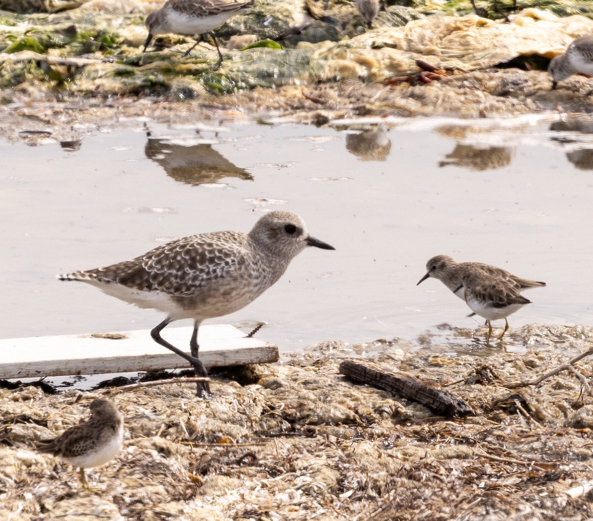 Буурал сүвээ цагаан - ML643365949