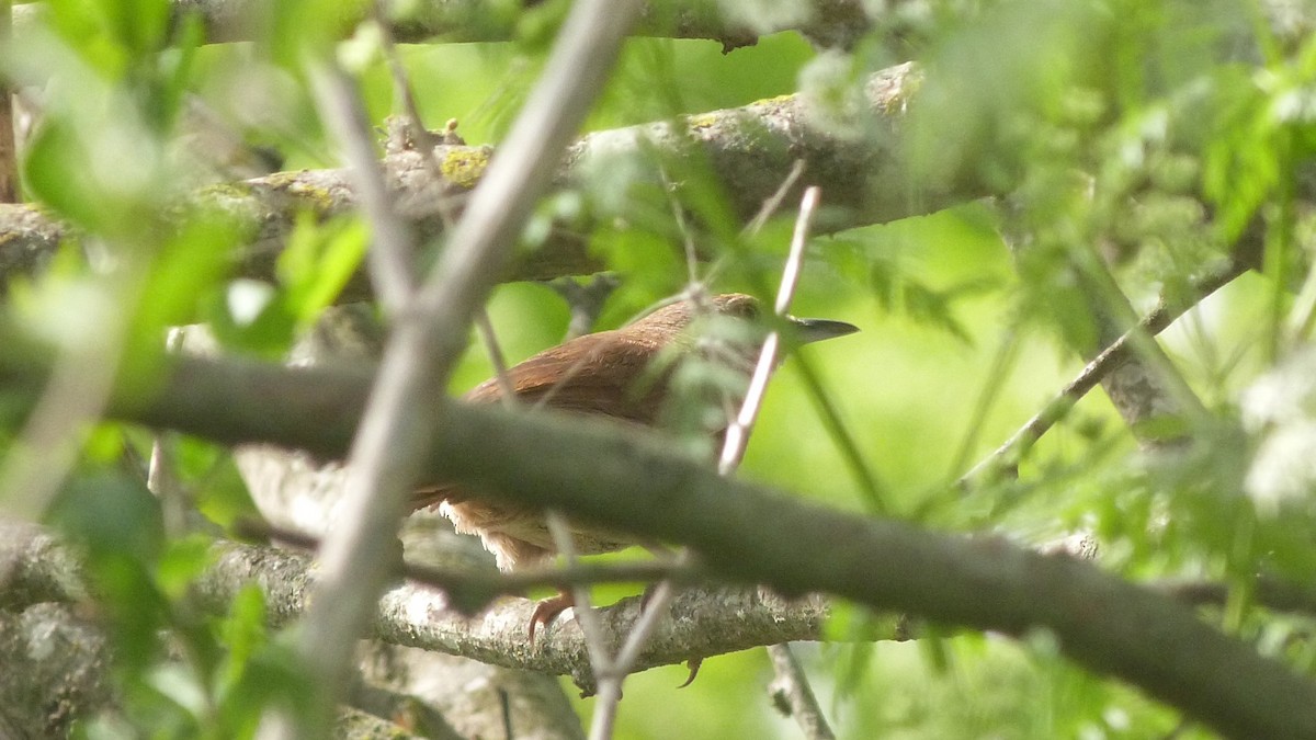 Freckle-breasted Thornbird - ML643365950