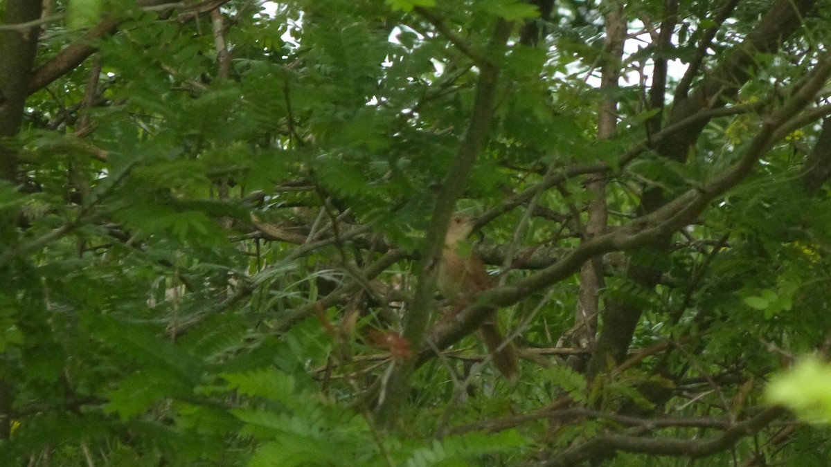 Freckle-breasted Thornbird - ML643365951