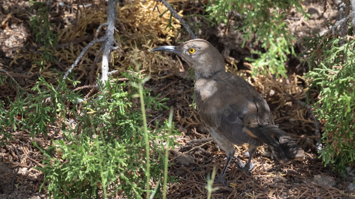 Curve-billed Thrasher - ML643365956