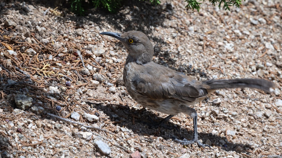 Curve-billed Thrasher - ML643365958