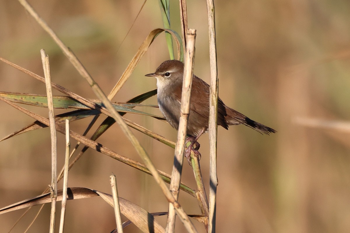 Cetti's Warbler - ML643365965