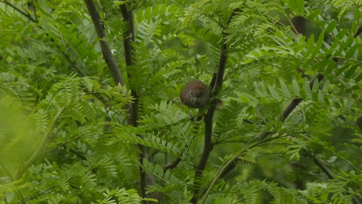 Sooty-fronted Spinetail - ML643365983