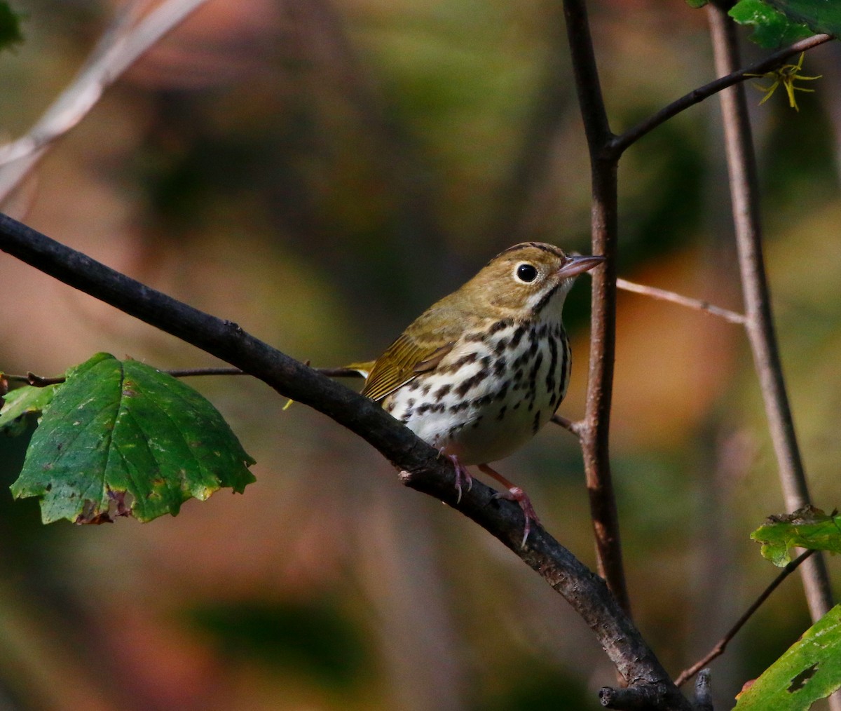 Ovenbird - ML643366017