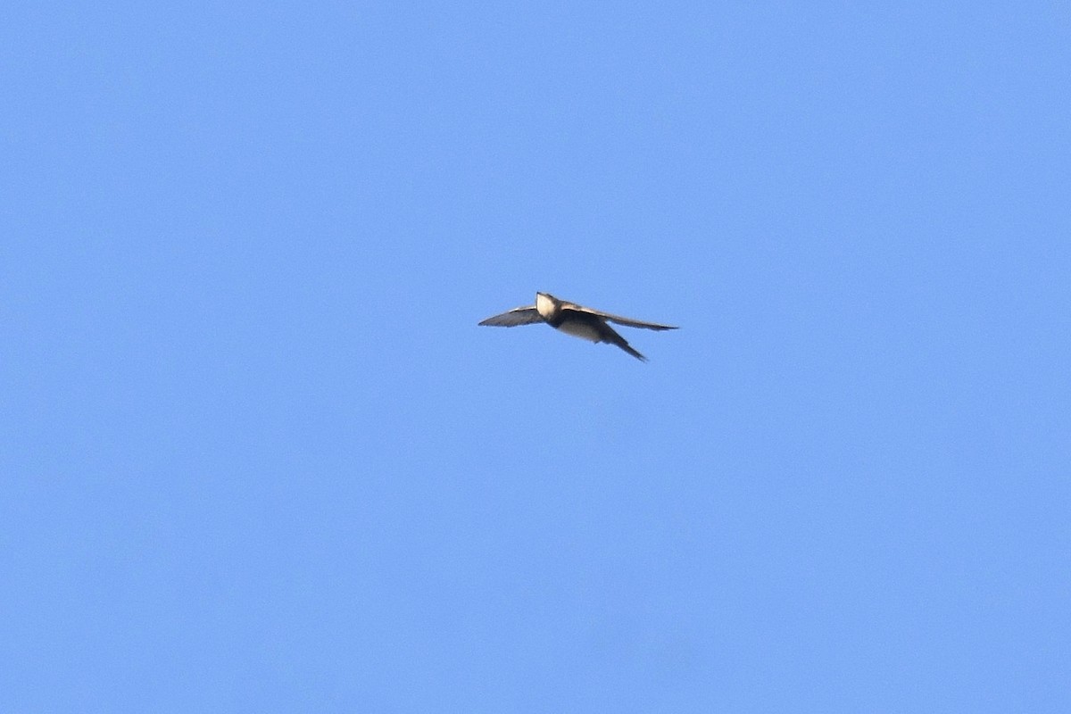 シロハラアマツバメ - ML643366024