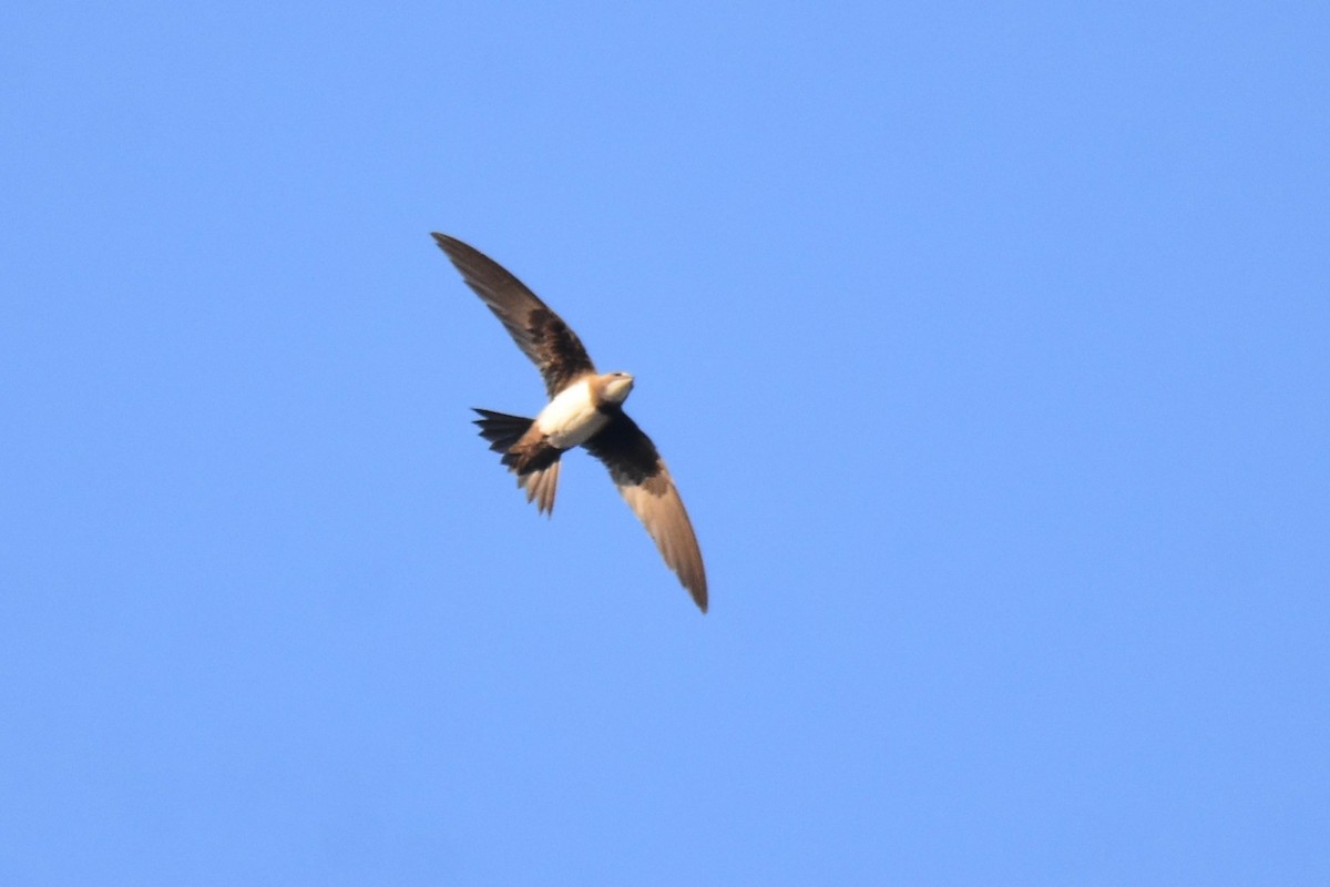 シロハラアマツバメ - ML643366026