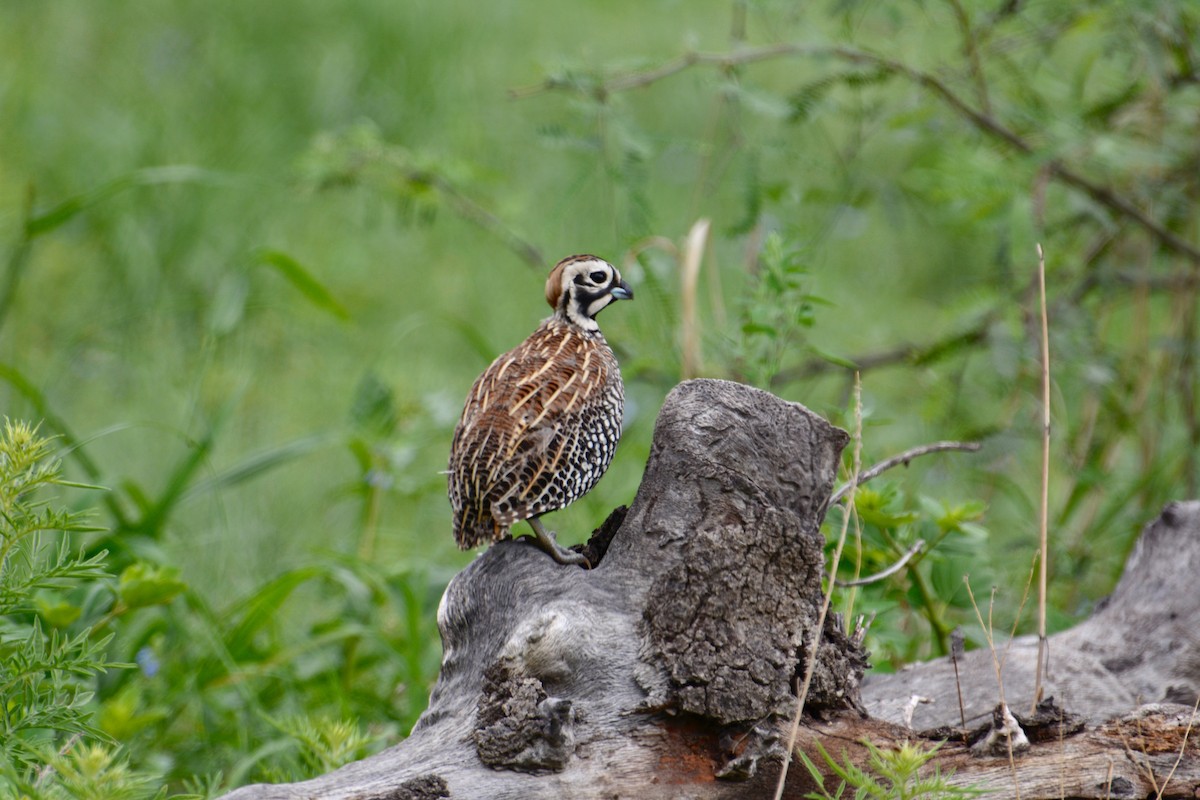 Montezuma Quail - ML643366029