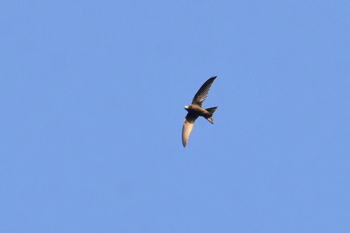 Common Swift - ML643366033