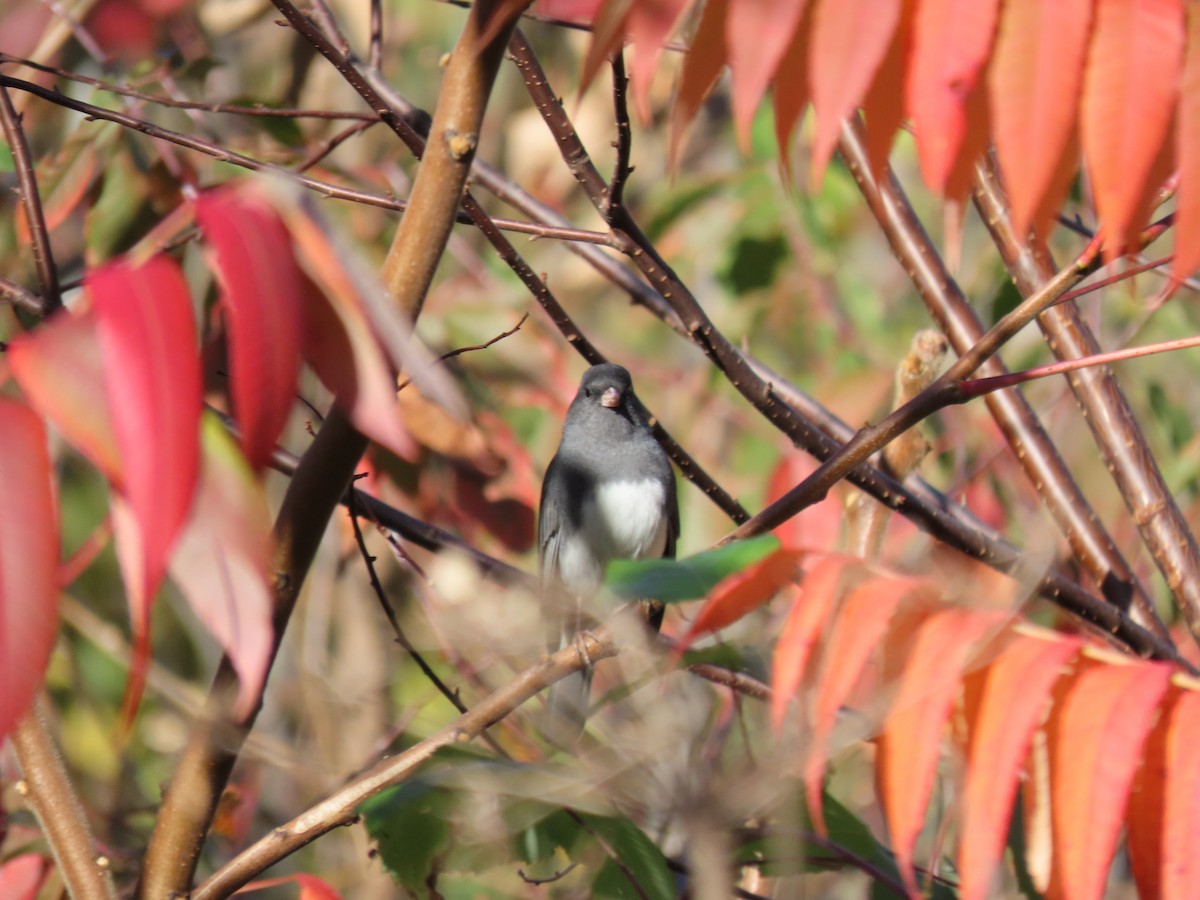 Dark-eyed Junco - ML643366034