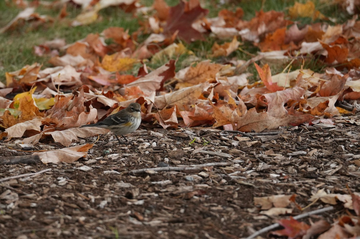 Yellow-rumped Warbler - ML643366038
