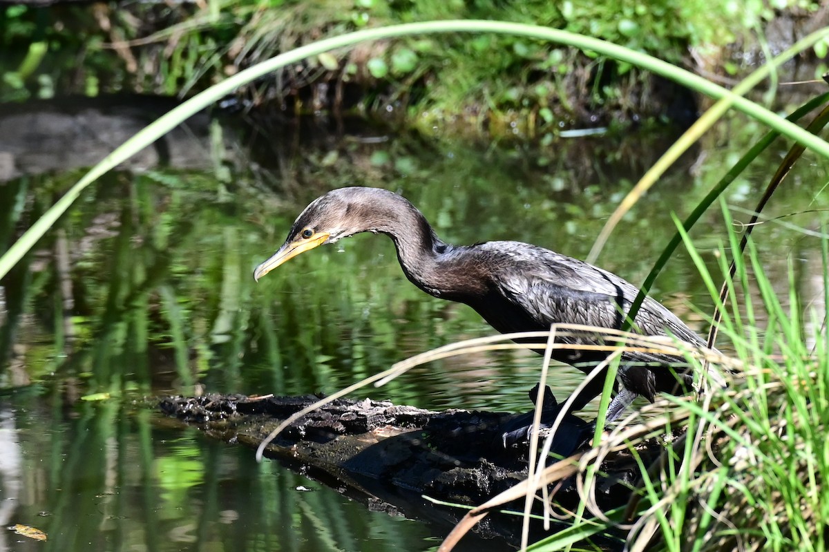 Neotropic Cormorant - ML643366039