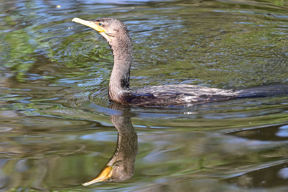 Neotropic Cormorant - ML643366040