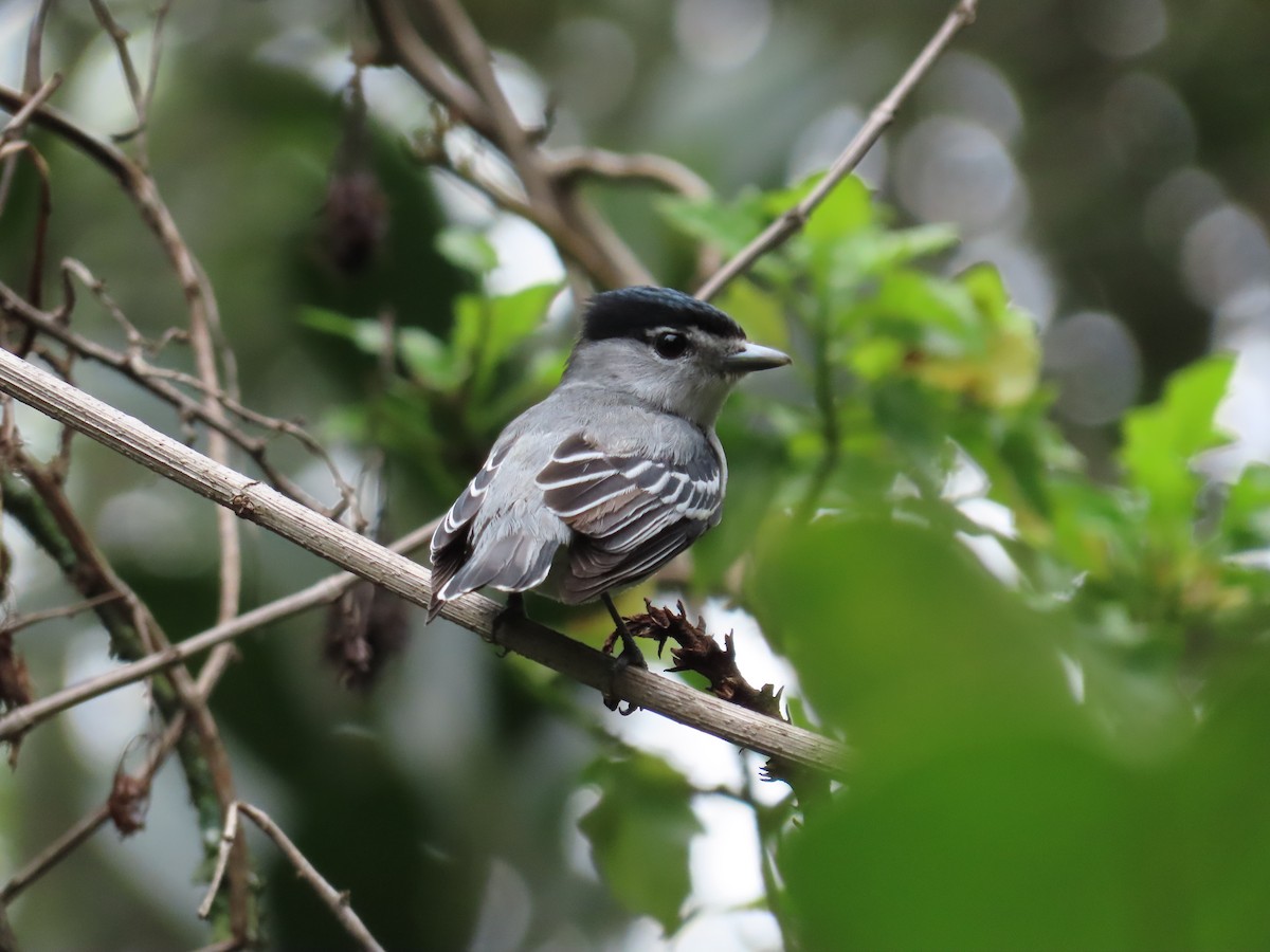 Cryptic Becard - ML643366076