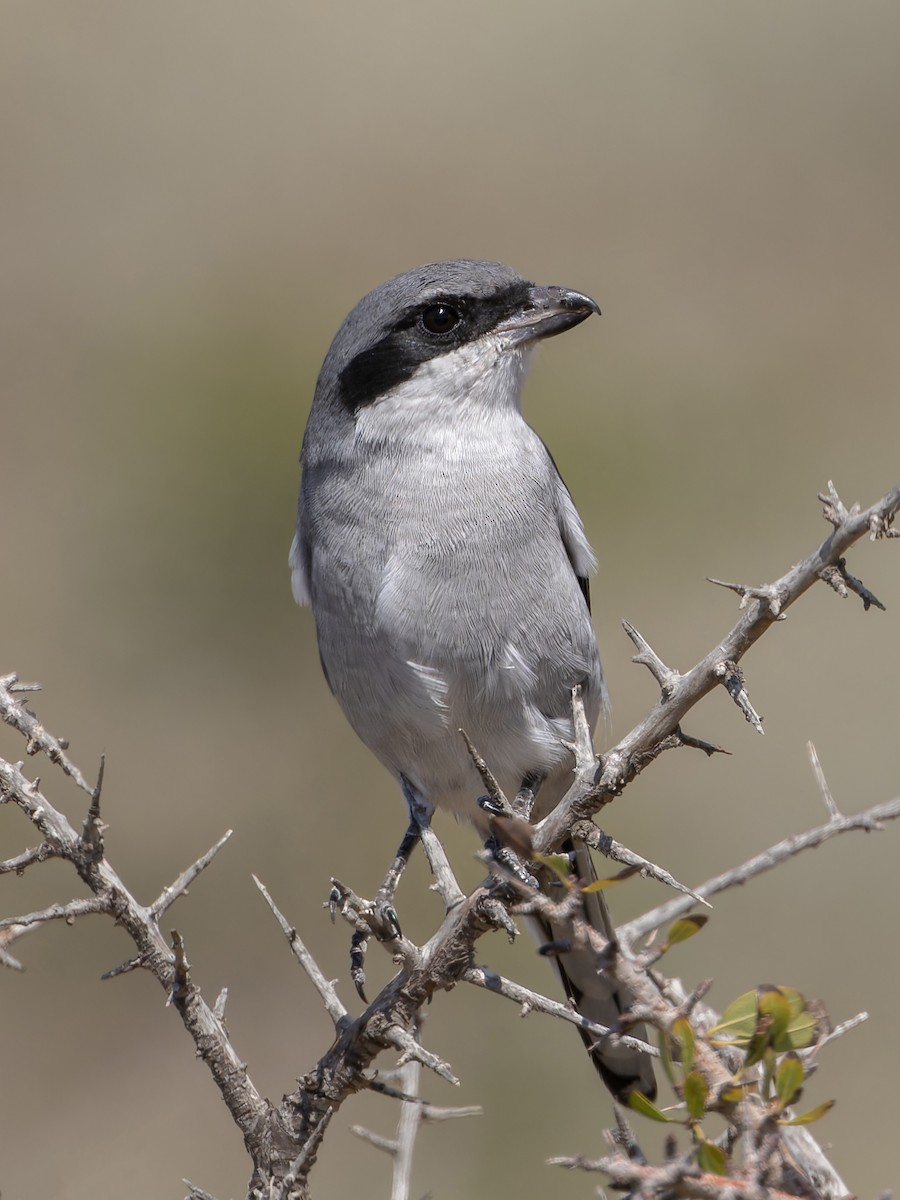 Great Gray Shrike (Sahara) - ML643366082