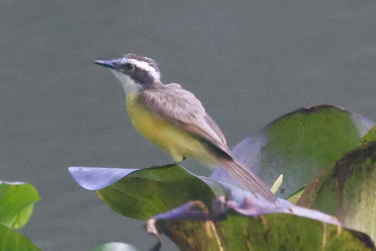 Lesser Kiskadee - ML643366087