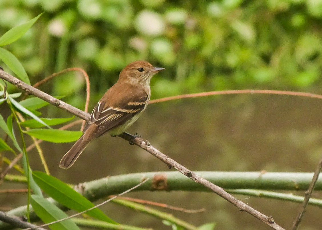 Bran-colored Flycatcher - ML643366088