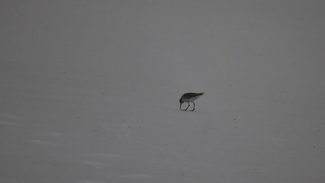 Bécasseau variable - ML643366099