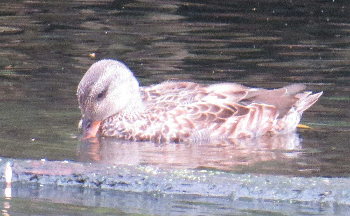 Canard chipeau - ML643366112