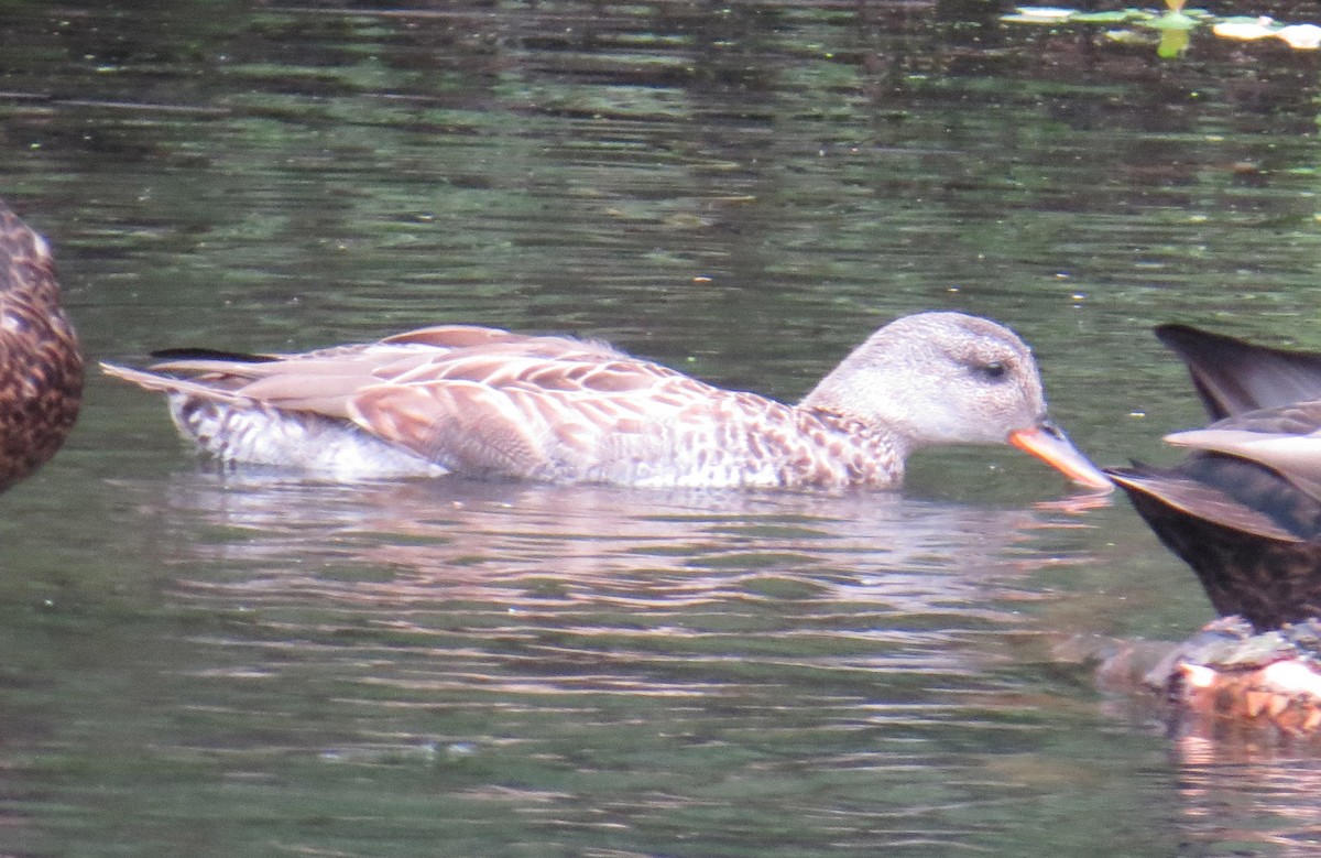 Canard chipeau - ML643366113