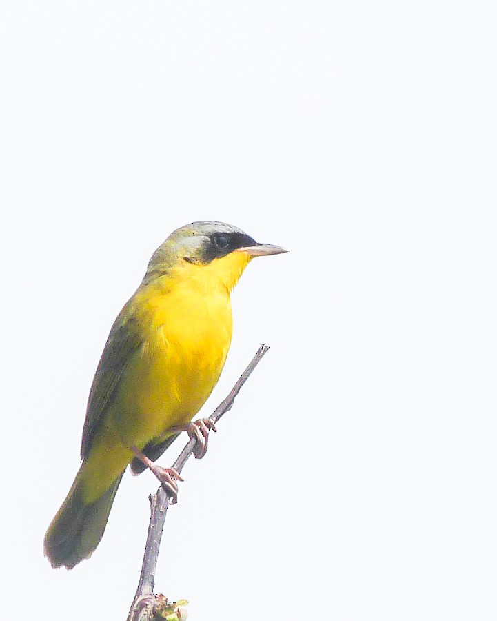 Southern Yellowthroat - ML643366119