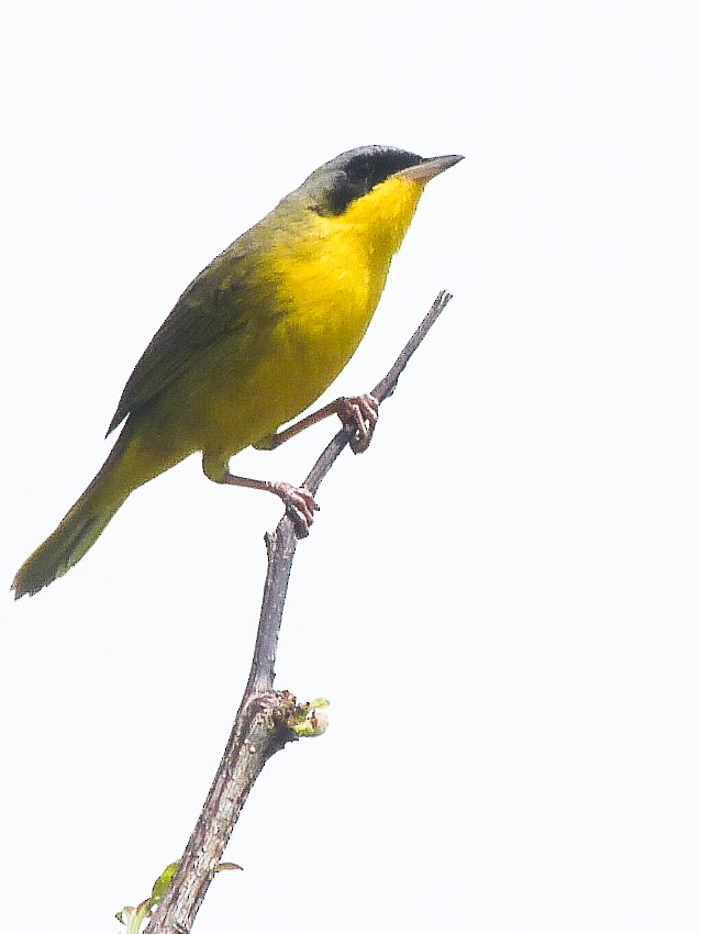 Southern Yellowthroat - ML643366121