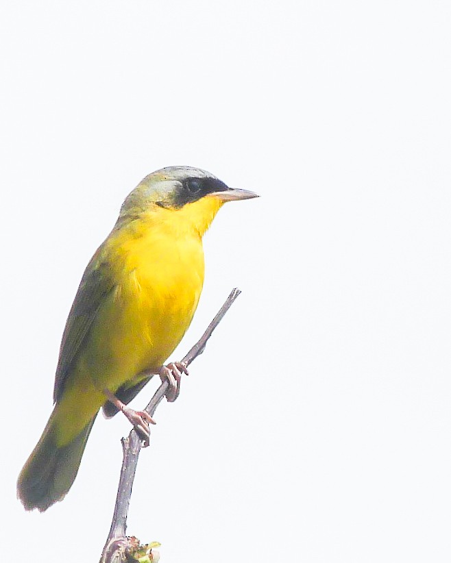 Southern Yellowthroat - ML643366122