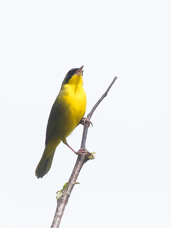 Southern Yellowthroat - ML643366123