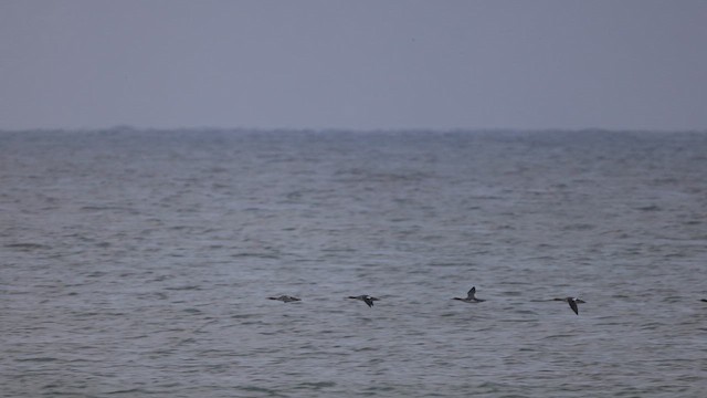 Red-breasted Merganser - ML643366125