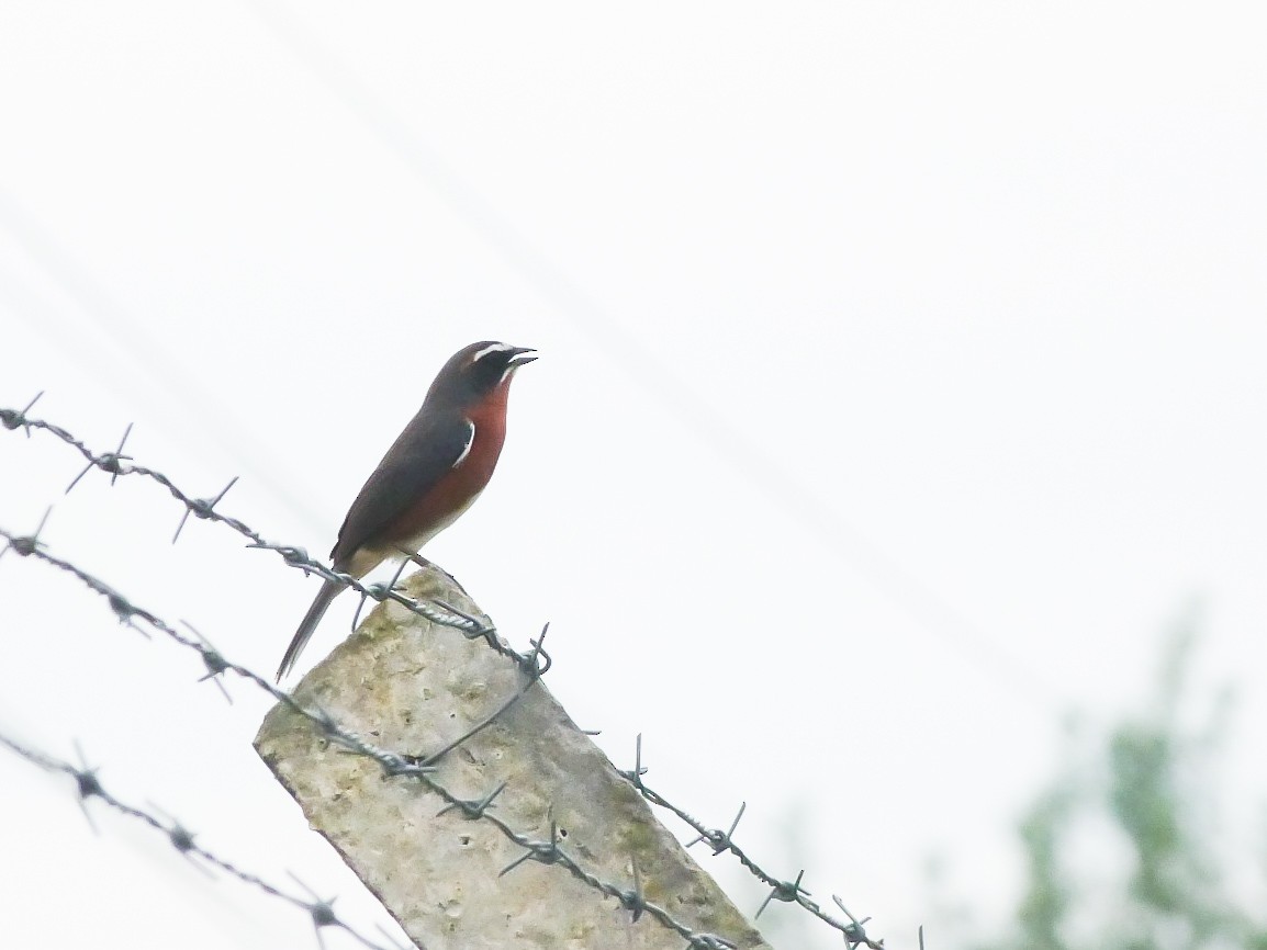 Black-and-rufous Warbling Finch - ML643366133