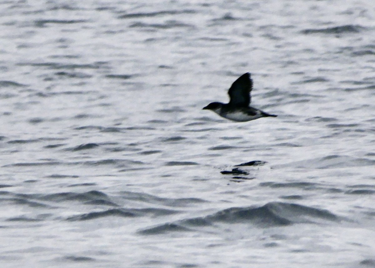 buřník peruánský - ML643366143