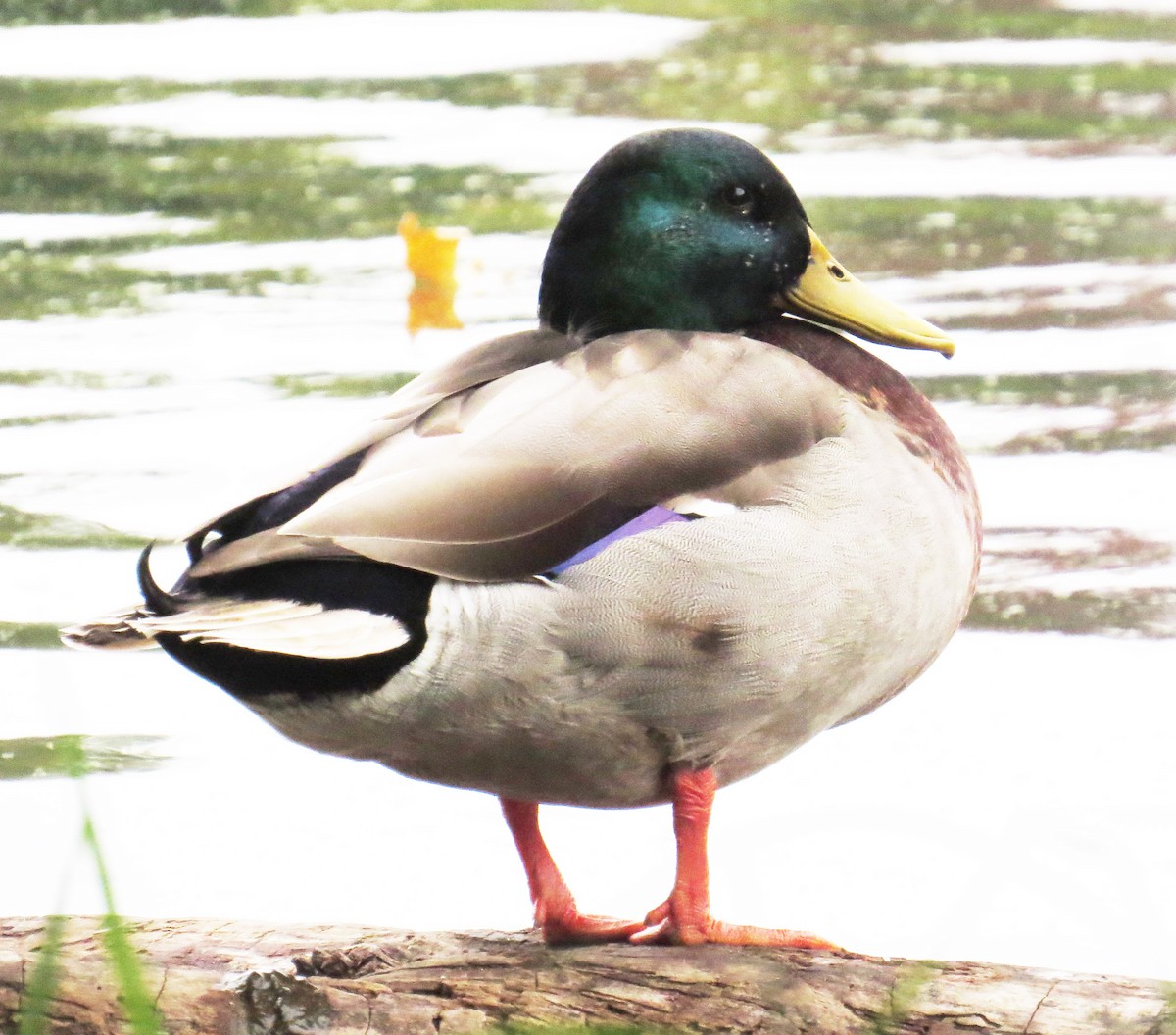 Canard colvert - ML643366147