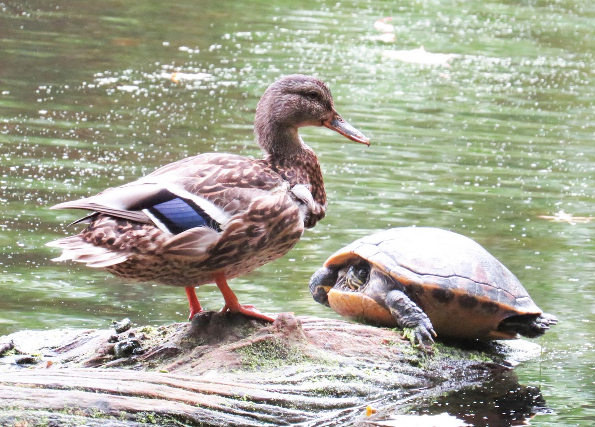 Canard colvert - ML643366148