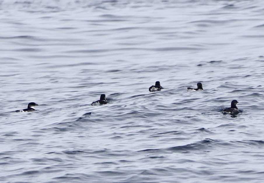 buřník peruánský - ML643366150