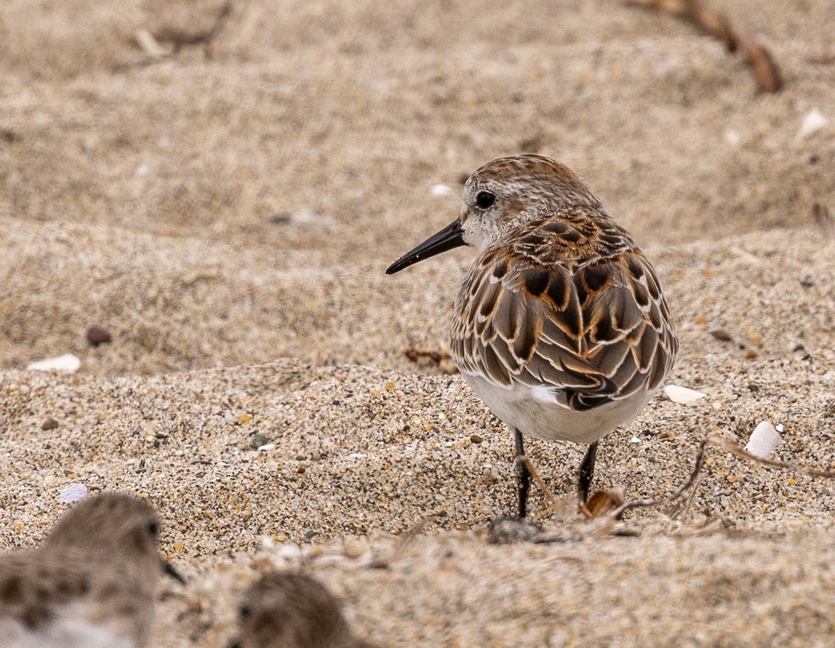 Western Sandpiper - ML643366190