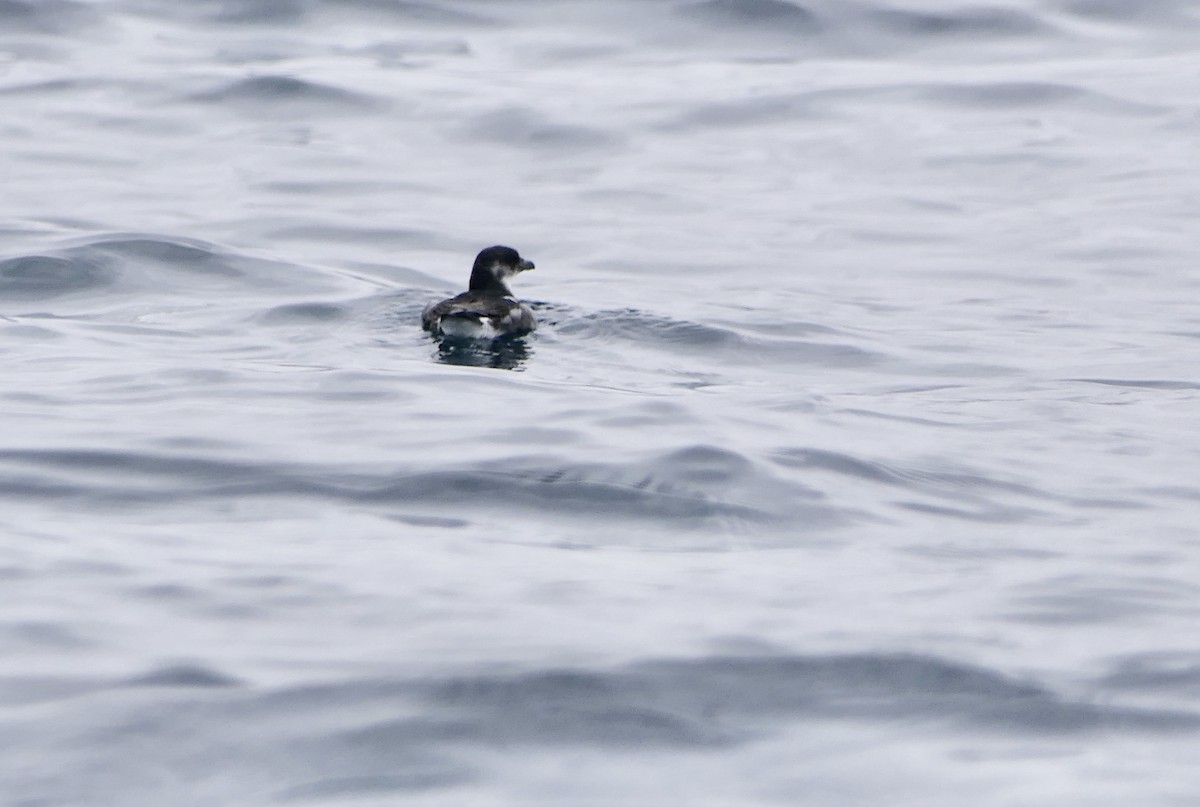 buřník peruánský - ML643366194