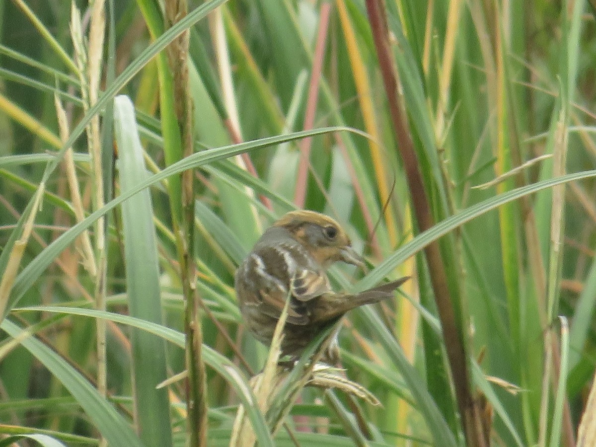 Nelson's Sparrow - ML643366201