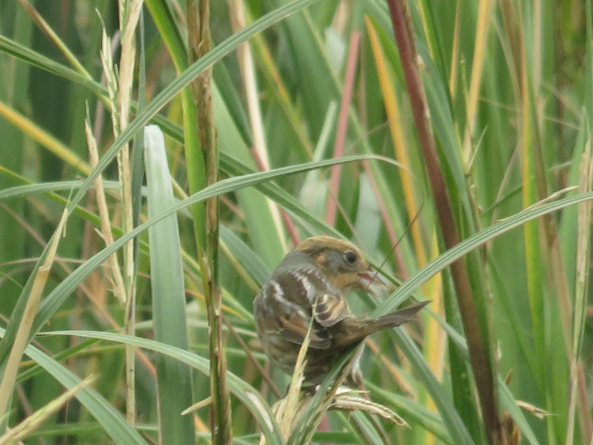 Nelson's Sparrow - ML643366202