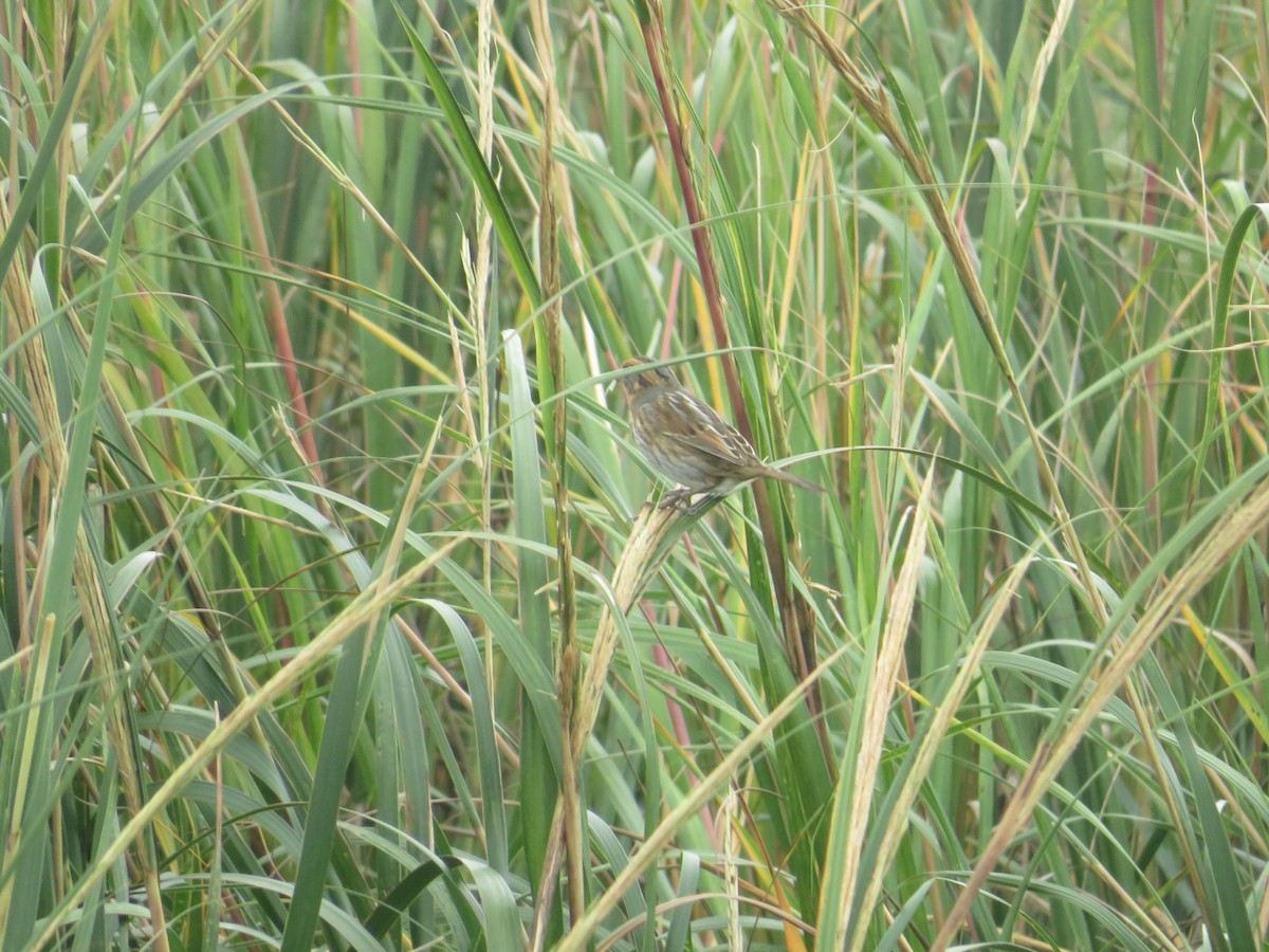 Nelson's Sparrow - ML643366204