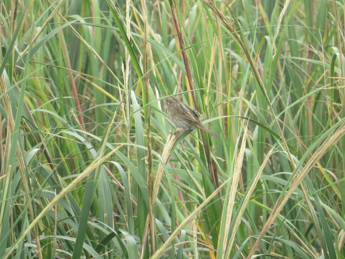 Nelson's Sparrow - ML643366205