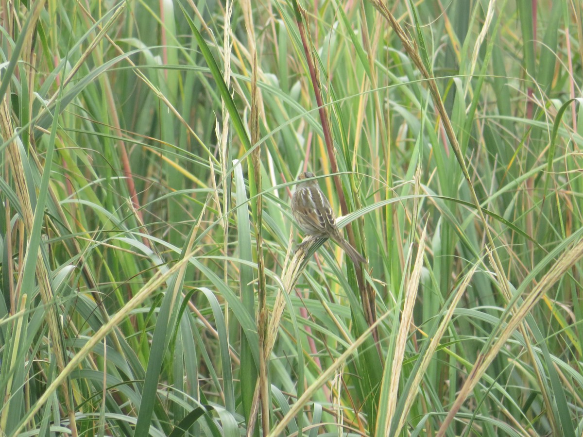 Nelson's Sparrow - ML643366206