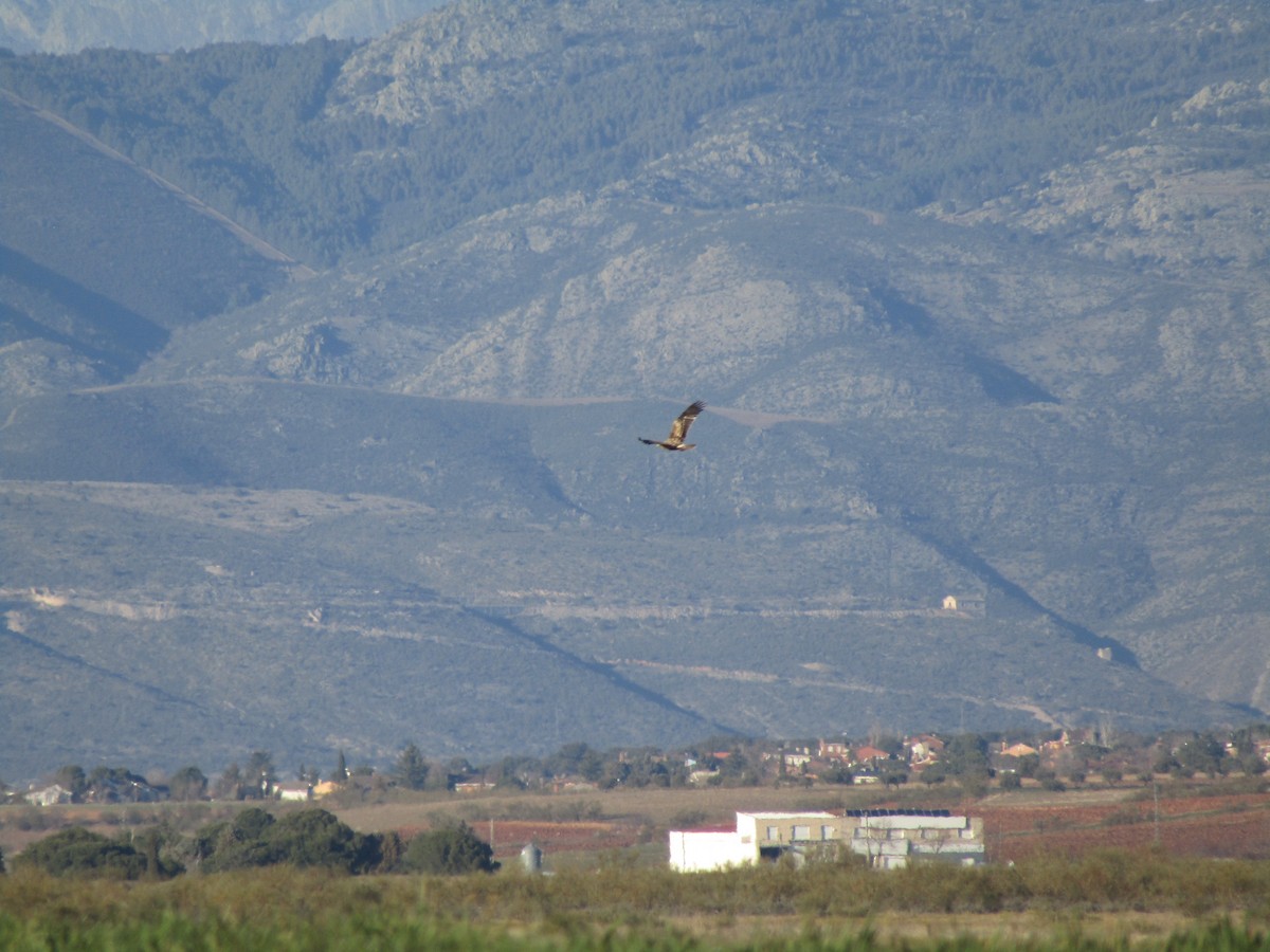 Spanish Eagle - ML643366270