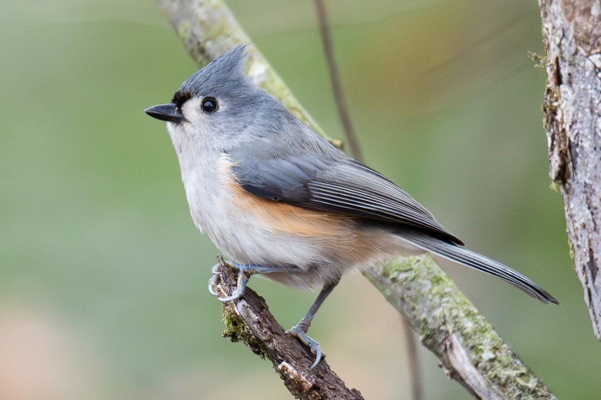 Tufted Titmouse - ML643366284