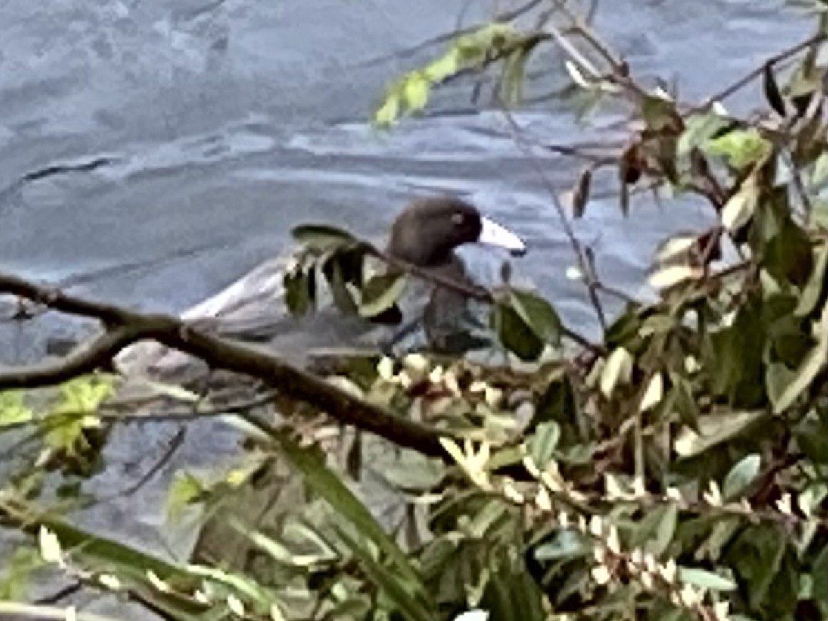 Blue Duck - ML643366291