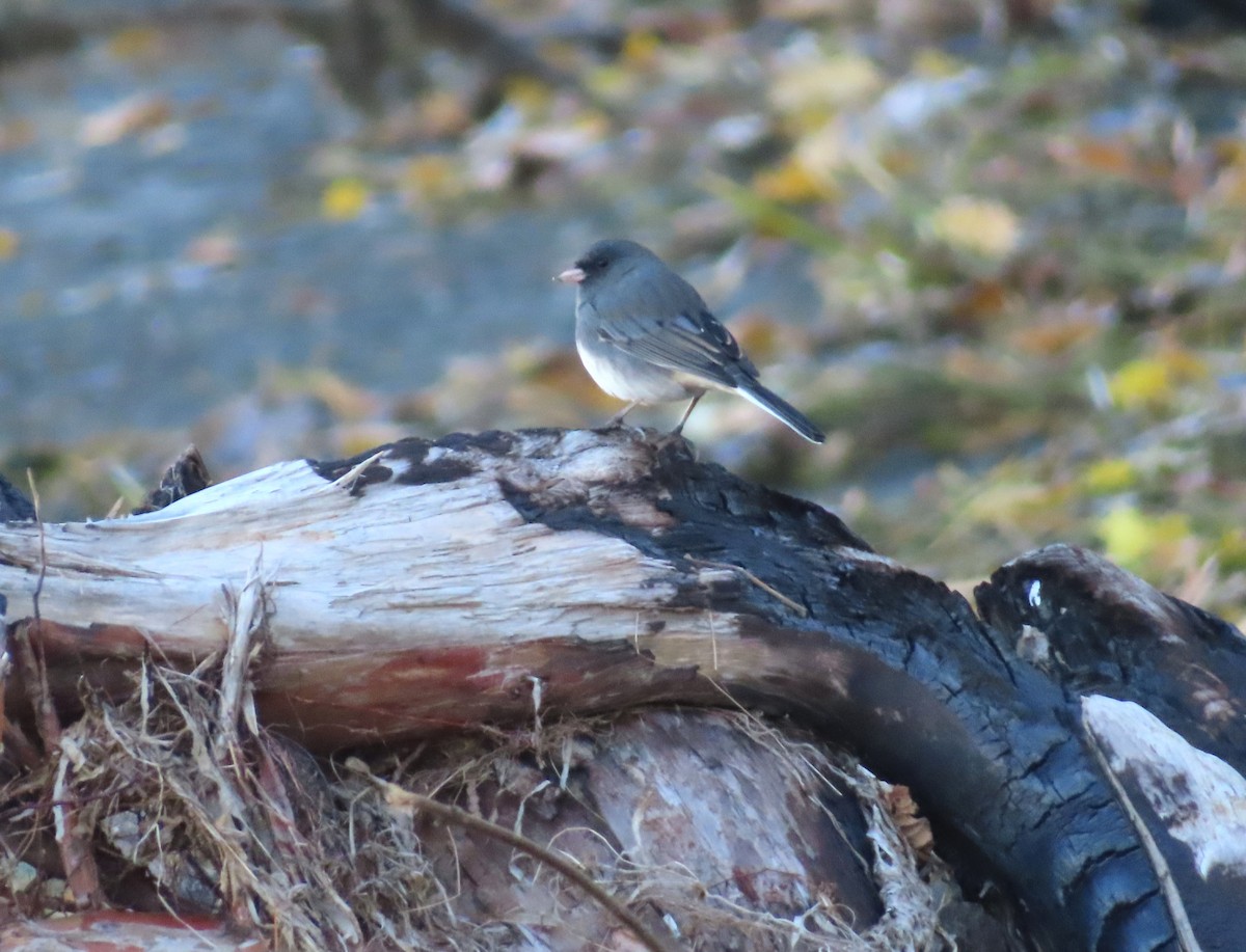 Dark-eyed Junco - ML643366298