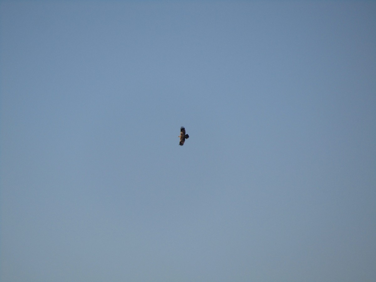 Spanish Eagle - ML643366300