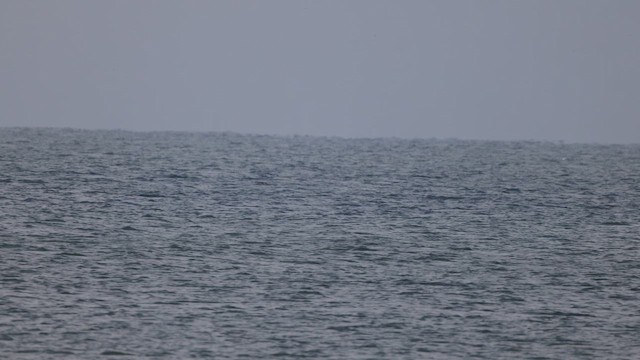 Red-throated Loon - ML643366305